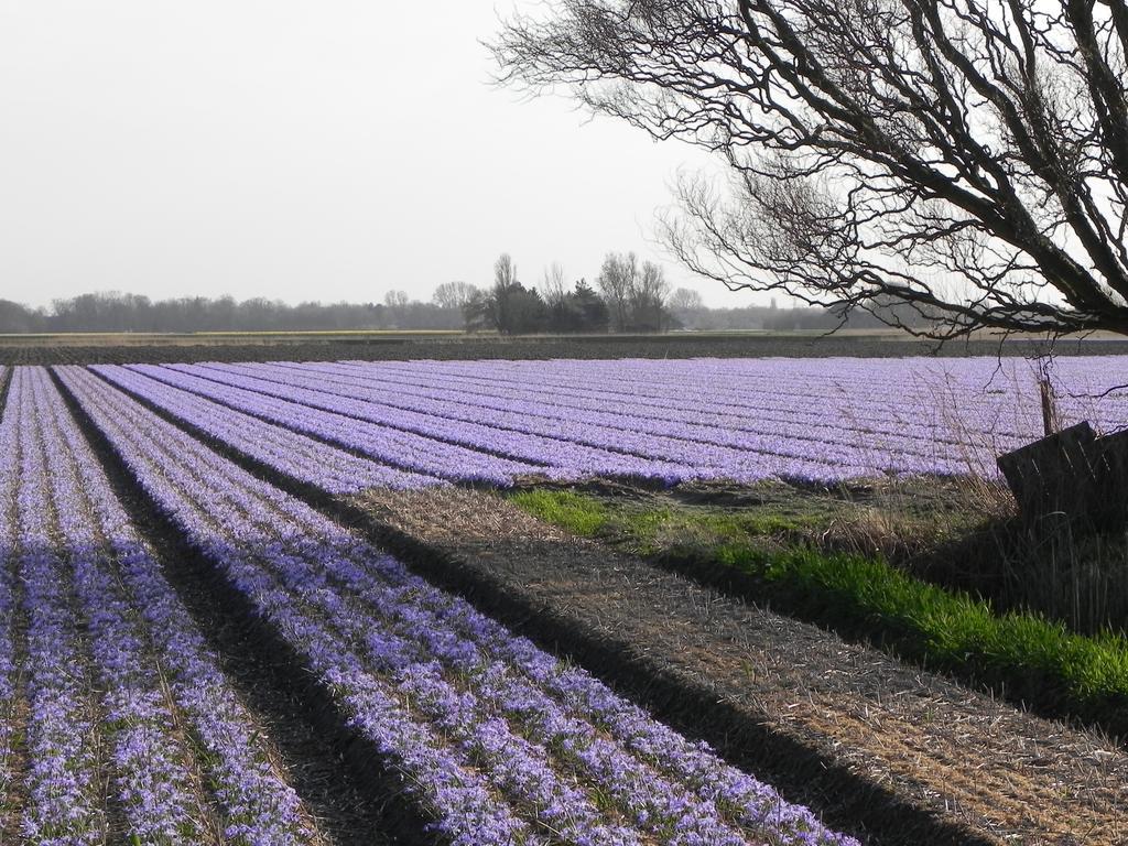 Appels En Peren Bed And Breakfast Breezand Ruang foto
