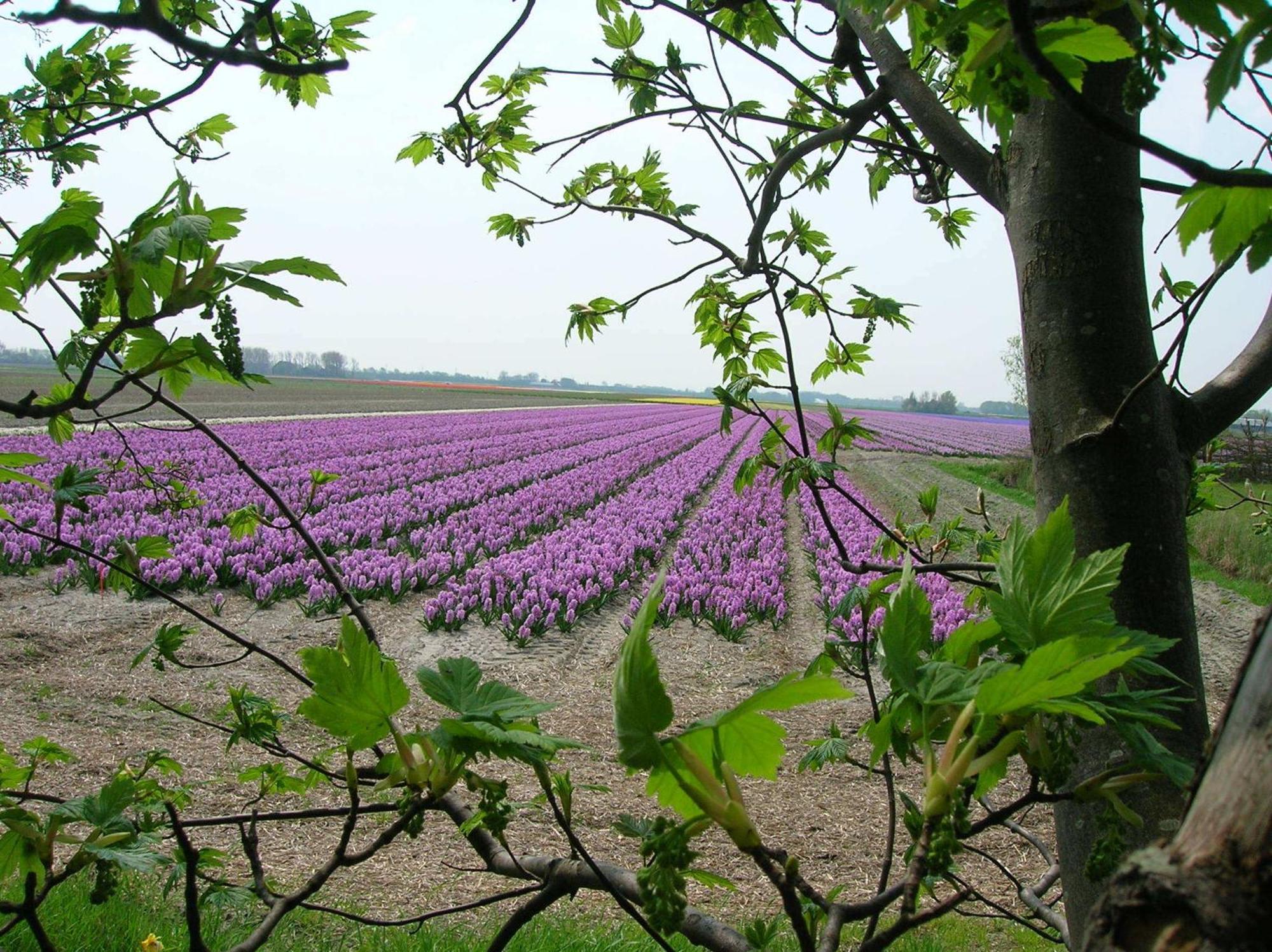 Appels En Peren Bed And Breakfast Breezand Bagian luar foto